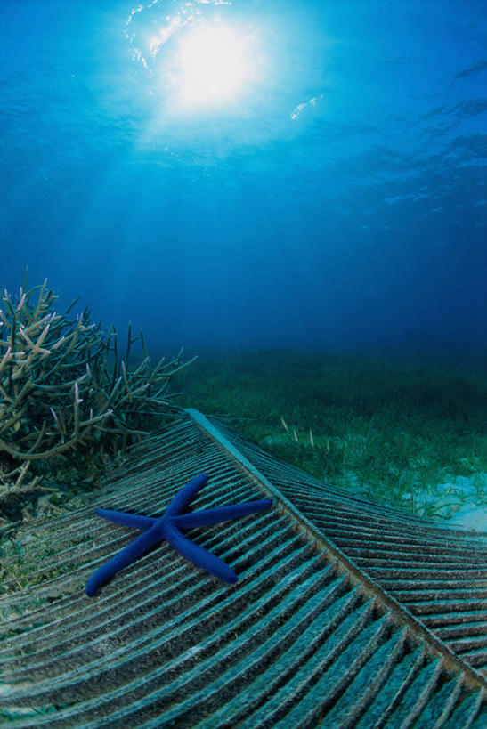 无人,竖图,室外,白天,正面,旅游,度假,海底,水下,海浪,海洋,礁石,石头,美景,海星,石子,景观,浪花,水底,娱乐,海洋生物,一只,自然,海水,动物,享受,休闲,海藻,生物,景色,放松,海底世界,海草,自然风光,海景,蓝海星,蓝指海星,棘皮动物门,大海,风浪,海,海床,海水的波动,礁,近岸浪,石块,岩石,涌浪,星鱼,彩图,全身