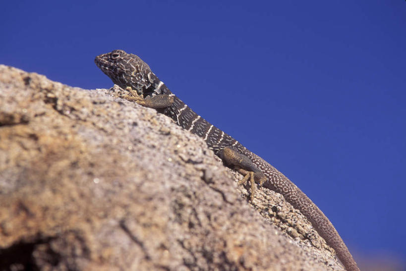 无人,公园,攀登,横图,室外,白天,仰视,旅游,度假,石头,美景,沙漠,野生动物,蜥蜴,美国,阴影,光线,石子,影子,景观,注视,娱乐,一只,蓝色,蓝天,天空,阳光,自然,动物,天,观察,看,享受,休闲,爬,景色,放松,晴朗,观看,察看,北美,北美洲,关注,加利福尼亚,自然风光,美洲,加州,沉积岩,石龙子,加利福尼亚州,万里无云,安萨玻里哥沙漠公园,金州,黄金州,泉龙,猪婆蛇,四脚蛇,北亚美利加洲,亚美利加洲,蜴,水成岩,大漠,砂漠,石块,岩石,晴空,晴空万里,攀爬,半身,彩图,低角度拍摄,项圈蜥,有领蜥蜴