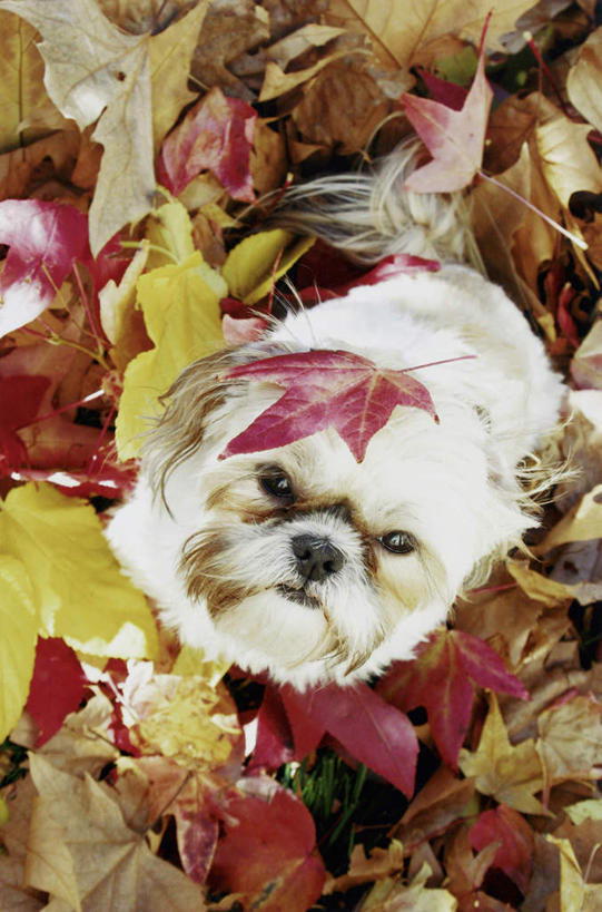 无人,坐,竖图,俯视,室外,白天,宠物,狗,叶子,枫叶,枯叶,落叶,注视,狮子狗,一只,黄色,红色,白色,动物,观察,看,可爱,观看,枫树叶,察看,关注,西施犬,忠诚,赛珠犬,狮子犬,西施狗,叶,叶片,犬,抬头,仰头,坐着,彩图,高角度拍摄,全身