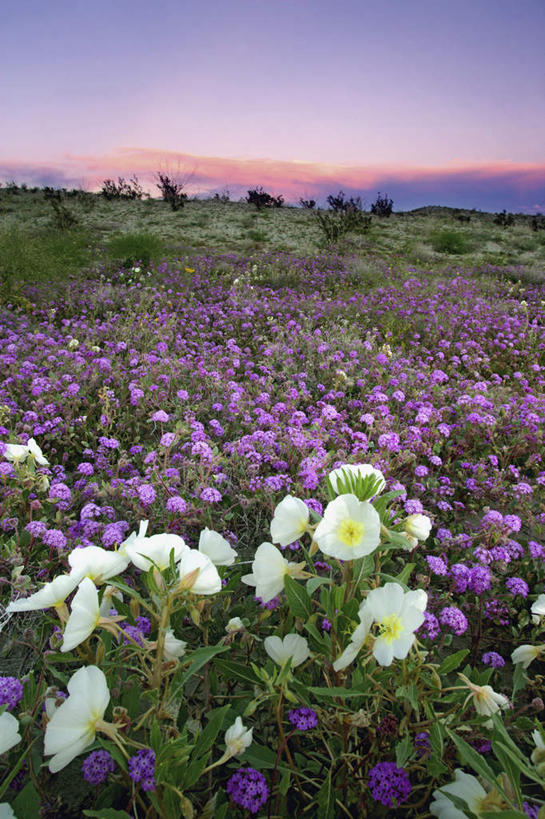 无人,公园,竖图,室外,白天,正面,旅游,度假,花海,花圃,美景,日落,沙漠,植物,叶子,美国,阴影,盛开,光线,影子,地平线,景观,晚霞,霞光,落日,辽阔,地面,花蕾,娱乐,花,花瓣,花朵,花卉,鲜花,绿色,阳光,自然,黄昏,花丛,花束,花田,花苞,花蕊,享受,休闲,广阔,景色,彩霞,放松,一望无际,北美,北美洲,加利福尼亚,自然风光,延伸,美洲,加州,加利福尼亚州,安萨玻里哥沙漠公园,金州,黄金州,天地相交,北亚美利加洲,亚美利加洲,无边无际,一马平川,夕照,大漠,砂漠,夕阳,彩图,斜阳