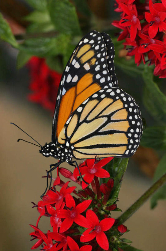 无人,站,竖图,室内,特写,白天,侧面,花海,花圃,美景,植物,蝴蝶,叶子,伸展,张开,展翅,朦胧,模糊,盛开,翅膀,昆虫,景观,花蕾,注视,花,花瓣,花朵,花卉,鲜花,一只,红色,绿色,自然,动物,花丛,花束,花田,花苞,花蕊,观察,看,站着,景色,观看,黑脉金斑蝶,察看,关注,自然风光,益虫,张开翅膀,帝王蝶,大桦斑蝶,黑脉桦斑蝶,展开翅膀,站立,彩图,全身