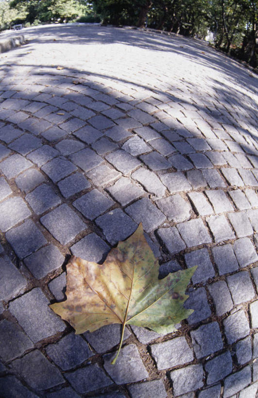 无人,竖图,俯视,室外,特写,白天,广角镜头,鱼眼镜头,石头,道路,路,叶子,阴影,光线,石子,影子,小路,枫叶,枯叶,落叶,交通,黄色,红色,阳光,枫树叶,叶,叶片,石块,彩图,高角度拍摄