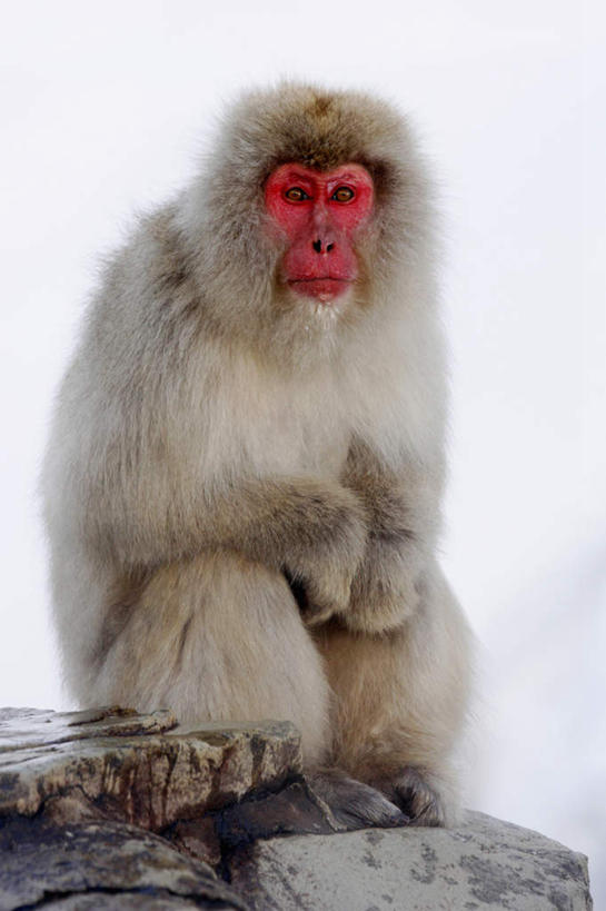 无人,坐,竖图,室外,白天,正面,石头,野生动物,猴子,石子,注视,一只,动物,观察,看,可爱,活泼,观看,察看,关注,猕猴,日本猕猴,沉积岩,水成岩,石块,岩石,坐着,彩图,全身