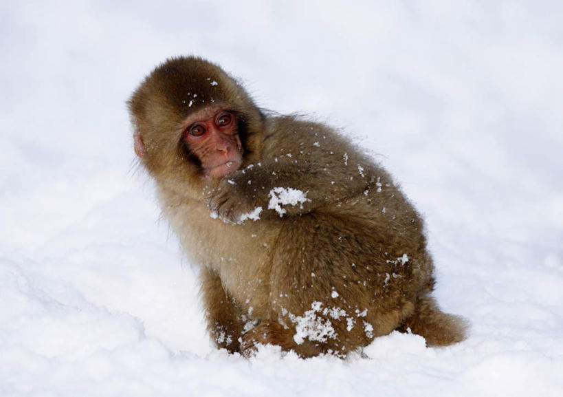 无人,躺,横图,室外,白天,正面,雪,大雪,野生动物,猴子,积雪,雪景,冬季,冬天,注视,一只,动物,观察,看,寒冷,可爱,活泼,观看,察看,关注,猕猴,日本猕猴,严寒,卧着,躺着,卧,彩图,全身