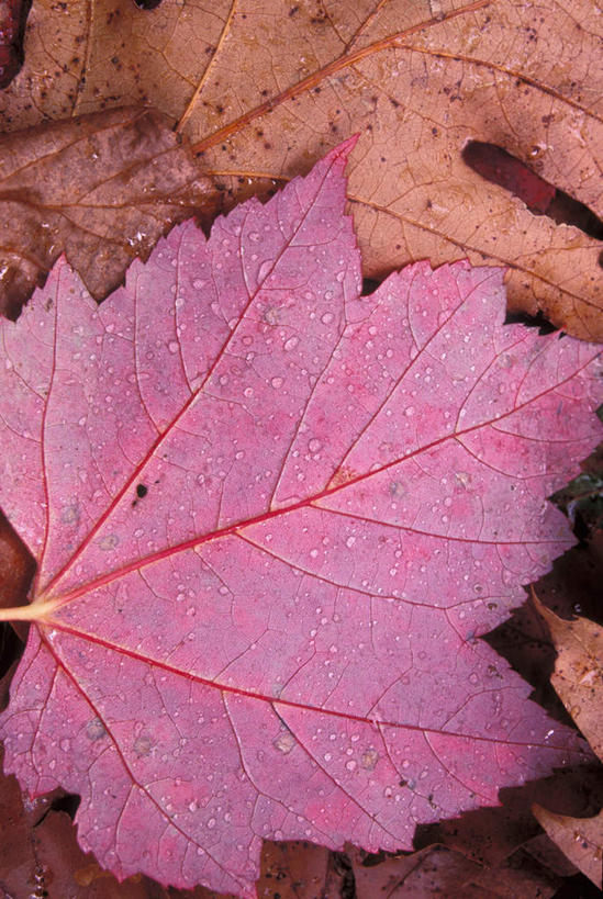 无人,竖图,俯视,室外,特写,白天,静物,叶子,纹路,纹理,枫叶,枯叶,落叶,黄色,红色,枫树叶,肌理,叶,叶片,彩图,高角度拍摄
