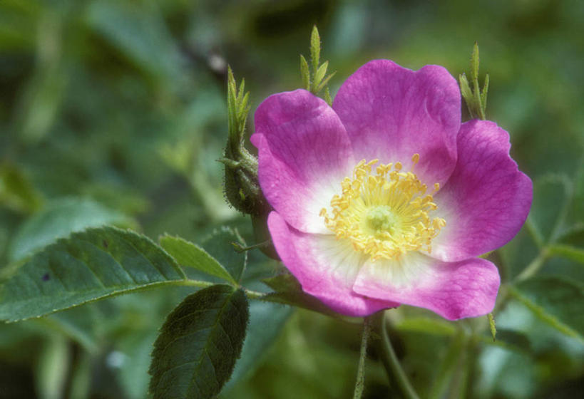 无人,横图,室外,特写,白天,正面,爱情,幸福,纯洁,热情,花海,花圃,美景,植物,玫瑰,叶子,美国,朦胧,模糊,盛开,景观,玫瑰花,浪漫,花蕾,花,花瓣,花朵,花卉,鲜花,一朵,粉色,绿色,自然,花丛,花束,花田,花苞,花蕊,温暖,温馨,景色,恩爱,和睦,北美,北美洲,自然风光,美洲,感动,俄勒冈州,俄勒冈,北亚美利加洲,亚美利加洲,尊敬,落日之州,水獭之州,海狸州,野玫瑰,天真,刺玫花,徘徊花,彩图,融洽