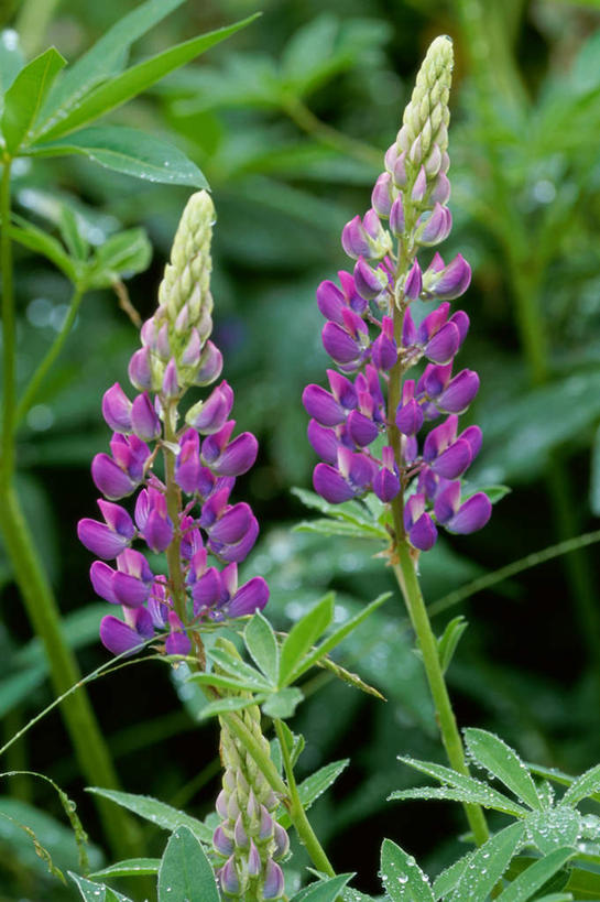 无人,竖图,俯视,室外,特写,白天,花海,花圃,美景,水,植物,露水,叶子,朦胧,模糊,盛开,透明,液体,景观,水滴,羽扇豆,鲁冰花,花蕾,水珠,花,花瓣,花朵,花卉,鲜花,绿色,自然,花丛,花束,花田,露珠,花苞,花蕊,景色,母爱,生机,剔透,自然风光,白羽扇豆,灵动,奉献,无私,通明,苦涩,彩图,高角度拍摄,晶莹