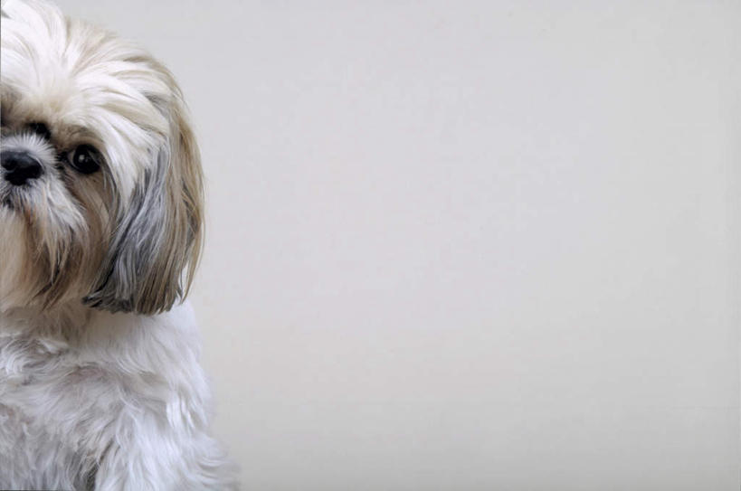 头,无人,横图,室内,特写,白天,白色背景,正面,宠物,狗,注视,狮子狗,一只,白色,动物,观察,看,可爱,摄影,影棚,观看,察看,关注,西施犬,忠诚,赛珠犬,狮子犬,西施狗,头部,犬,半身,彩图,影棚拍摄,拍摄