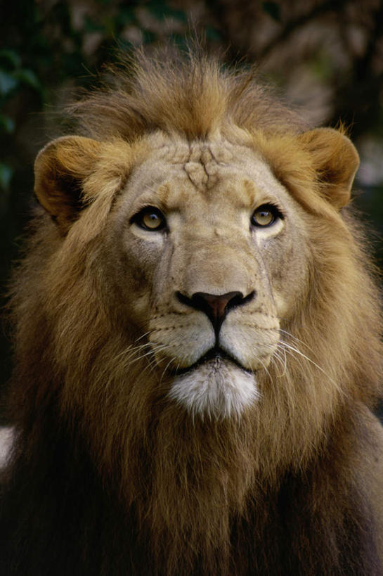 头,无人,竖图,室外,特写,白天,正面,哺乳动物,野生动物,狮子,朦胧,模糊,注视,一只,黄色,动物,观察,看,观看,察看,关注,凶猛,残暴,凶残,头部,半身,彩图