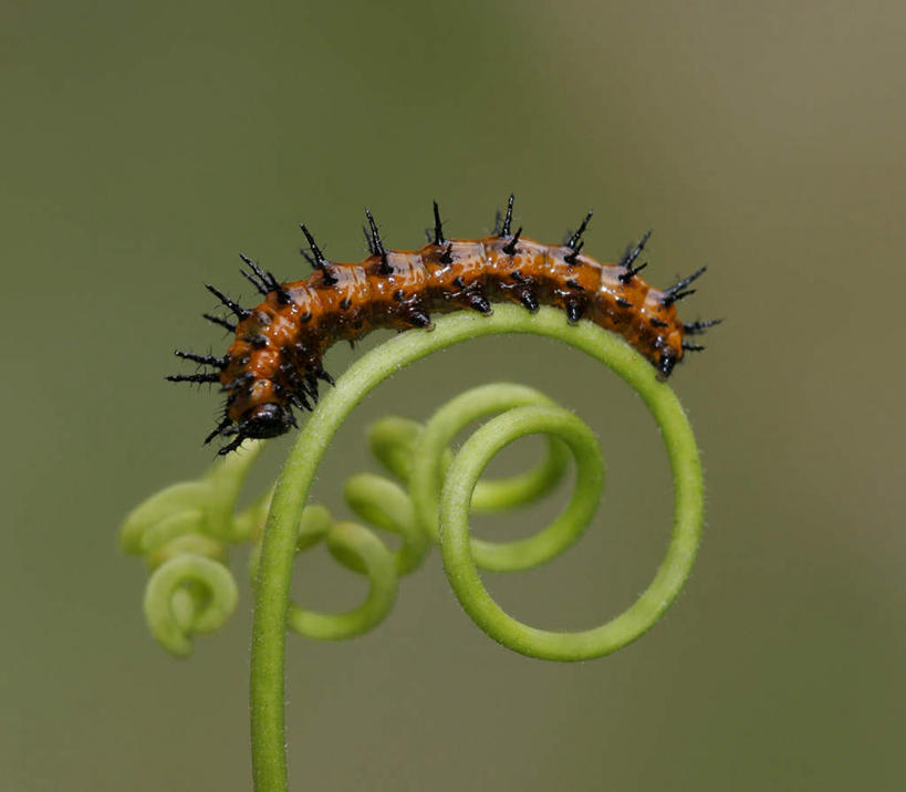 无人,横图,室外,特写,白天,侧面,美景,植物,叶子,朦胧,模糊,昆虫,纹理,景观,绿叶,注视,一只,绿色,自然,动物,观察,看,爬,嫩叶,景色,毛毛虫,观看,察看,关注,自然风光,肌理,害虫,毛虫,叶,叶片,叶脉,彩图,全身