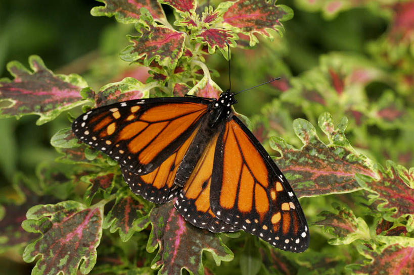 无人,站,横图,俯视,室内,特写,白天,美景,植物,蝴蝶,叶子,伸展,张开,展翅,朦胧,模糊,翅膀,昆虫,纹理,景观,薄荷,绿叶,银丹草,注视,一只,绿色,自然,动物,观察,看,站着,嫩叶,景色,观看,黑脉金斑蝶,察看,关注,自然风光,益虫,张开翅膀,帝王蝶,肌理,斑叶凤梨薄荷,苹果薄荷,夜息香,大桦斑蝶,黑脉桦斑蝶,展开翅膀,叶,叶片,叶脉,站立,彩图,高角度拍摄,全身