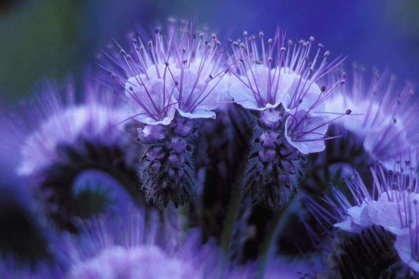 无人,横图,室外,特写,白天,正面,神秘,植物,朦胧,模糊,盛开,花蕾,花,花瓣,花朵,鲜花,紫色,花苞,花蕊,优美,庄重,高贵,消极,钟穗花,加州蓝钟穗花,冷色,孤寂,彩图,奢华