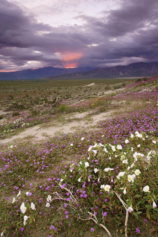 无人,公园,农田,竖图,俯视,室外,白天,旅游,度假,庄稼,农作物,花海,花圃,石头,美景,日落,沙漠,山,山脉,植物,叶子,美国,阴影,盛开,光线,石子,影子,景观,山顶,山峰,晚霞,霞光,落日,山峦,花蕾,娱乐,花,花瓣,花朵,花卉,鲜花,绿色,阳光,自然,黄昏,花丛,花束,花田,群山,花苞,花蕊,享受,休闲,景色,彩霞,放松,北美,北美洲,加利福尼亚,自然风光,美洲,加州,沉积岩,加利福尼亚州,安萨玻里哥沙漠公园,金州,黄金州,北亚美利加洲,亚美利加洲,颠峰,极峰,夕照,水成岩,大漠,砂漠,石块,岩石,夕阳,彩图,高角度拍摄,耕地,庄稼田,斜阳