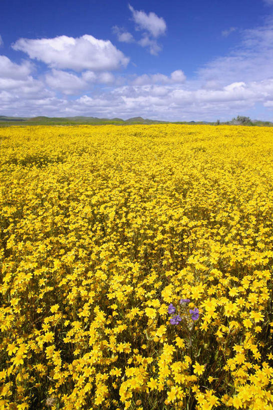 无人,竖图,室外,白天,正面,旅游,度假,花海,花圃,美景,植物,叶子,美国,阴影,盛开,光线,影子,地平线,景观,云,云朵,辽阔,地面,花蕾,云彩,娱乐,花,花瓣,花朵,花卉,鲜花,黄色,蓝色,绿色,白云,蓝天,天空,阳光,自然,花丛,花束,花田,天,花苞,花蕊,享受,休闲,广阔,景色,放松,晴朗,一望无际,北美,北美洲,加利福尼亚,自然风光,延伸,美洲,加州,加利福尼亚州,圣路易斯.奥比斯波,卡里索平原,金州,黄金州,天地相交,北亚美利加洲,亚美利加洲,圣路易斯奥比斯波,圣路易斯.奥比斯波县,无边无际,一马平川,晴空,彩图