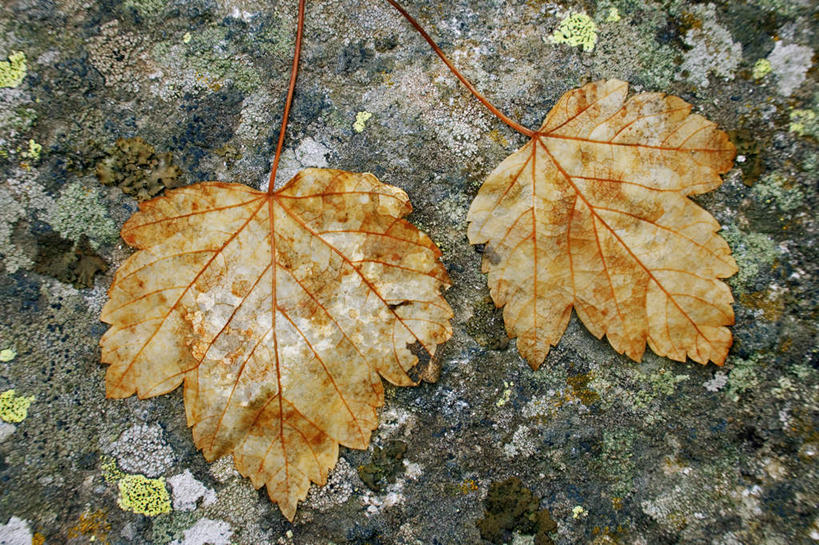 无人,横图,俯视,室外,特写,白天,石头,静物,叶子,两片,石子,枫叶,枯叶,落叶,黄色,红色,枫树叶,沉积岩,水成岩,叶,叶片,石块,岩石,彩图,高角度拍摄,葡萄槭,藤枫,藤槭