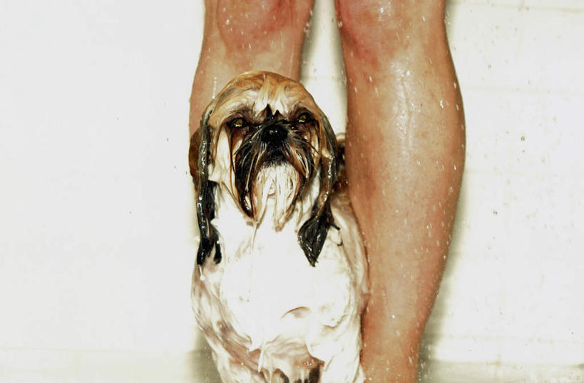 西方人,一个人,站,横图,室内,白天,正面,宠物,狗,欧洲,欧洲人,仅一个年轻女性,仅一个女性,仅一个人,朦胧,模糊,墙,狮子狗,墙壁,墙面,一只,白色,动物,站着,可爱,潮湿,西施犬,忠诚,赛珠犬,湿润,狮子犬,西施狗,年轻女性,女人,女性,白种人,犬,站立,半身,彩图