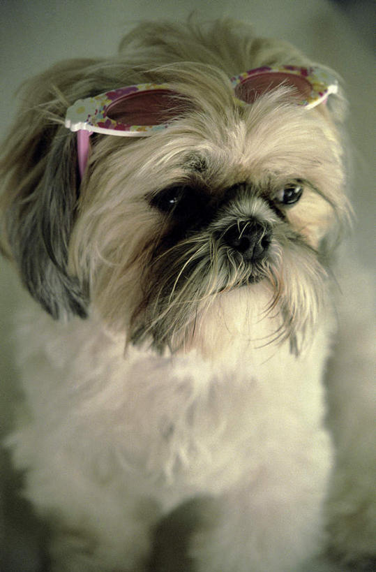 无人,站,竖图,室外,白天,正面,宠物,狗,一副,阴影,反射,墨镜,眼镜,影子,注视,狮子狗,一只,动物,太阳镜,太阳眼镜,观察,看,站着,遮阳镜,可爱,观看,察看,关注,西施犬,忠诚,赛珠犬,狮子犬,西施狗,犬,站立,半身,彩图