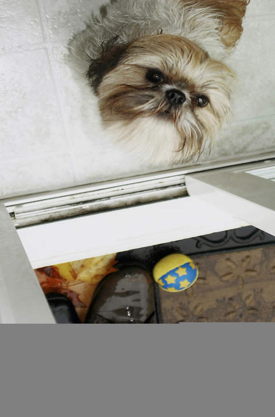 无人,站,竖图,俯视,室内,白天,鞋,游戏,地板,宠物,狗,玩具,鞋子,纺织品,毯子,皮革,地面,玩,注视,娱乐,狮子狗,木地板,纺织,一只,动物,垫子,观察,看,站着,休闲,橡胶,可爱,益智,皮球,观看,活动,察看,发泄,关注,消遣,智力,门垫,西施犬,橡胶制品,忠诚,赛珠犬,宣泄,狮子犬,西施狗,空心球,犬,抬头,玩耍,嬉戏,仰头,站立,半身,彩图,高角度拍摄,皮鞋