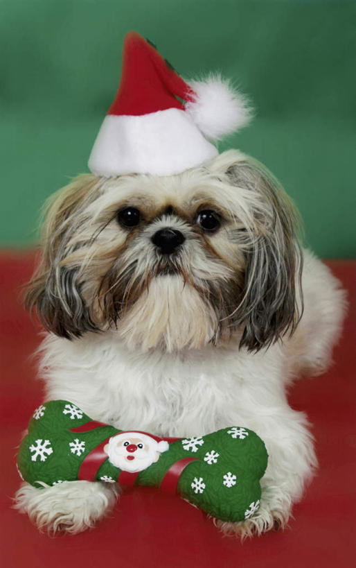 点心,无人,竖图,室内,白天,正面,宠物,狗,帽子,圣诞节,绿色背景,阴影,节日,庆祝,反射,影子,食品,营养,注视,文化,狮子狗,食物,一只,红色,动物,饼干,零食,观察,看,趴着,庆典,圣诞帽,可爱,摄影,影棚,观看,纪念,察看,狗粮,关注,饲料,西施犬,忠诚,赛珠犬,棉帽,狮子犬,西施狗,犬,趴,彩图,全身,影棚拍摄,拍摄,狗饼干,犬粮