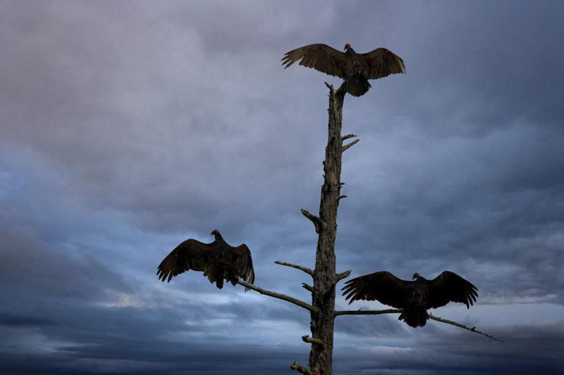 无人,站,横图,室外,白天,仰视,美景,植物,鸟,野生动物,三只,伸展,张开,展翅,翅膀,鸟类,秃鹫,景观,乌云,云,阴天,云朵,枝条,背光,云彩,树,树木,树枝,天空,自然,动物,天,站着,景色,昏暗,阴沉,自然风光,凶猛,逆光,张开翅膀,虬枝,枝杈,展开翅膀,残暴,凶残,座山雕,秃鹰,狗头鹫,站立,彩图,低角度拍摄,全身