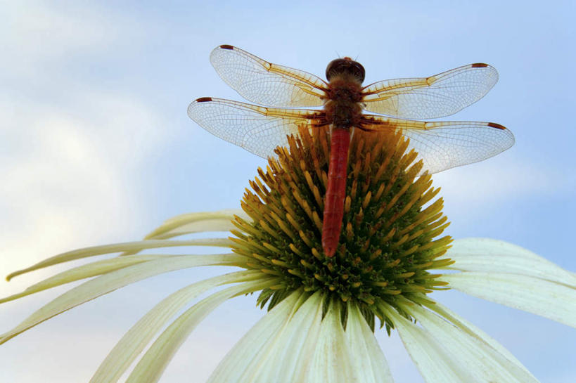 无人,横图,室外,特写,白天,仰视,伸展,张开,展翅,阴影,朦胧,模糊,盛开,光线,翅膀,蜻蜓,昆虫,影子,云,云朵,花蕾,云彩,停留,花,花瓣,花朵,鲜花,一只,蓝色,白云,蓝天,天空,阳光,动物,天,花苞,花蕊,松果菊,晴朗,停止,紫锥花,猫猫丁,咪咪洋,蚂螂,河嘻嘻,益虫,紫锥菊,放弃,张开翅膀,懈怠,逗留,停顿,展开翅膀,晴空,彩图,低角度拍摄,全身