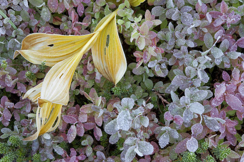 无人,横图,室外,特写,白天,正面,美景,阴影,盛开,反射,影子,冰,景观,冬季,冬天,花蕾,花,花瓣,花朵,鲜花,自然,花苞,花蕊,景色,寒冷,冰冷,自然风光,雾凇,严寒,冰凉,酷寒,凛冽,凛凛,极冷,树挂,彩图