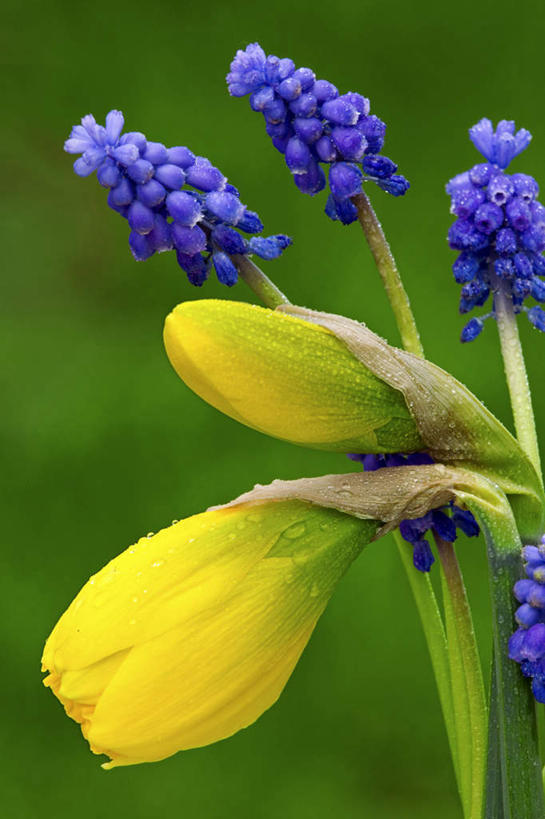 无人,竖图,室外,特写,白天,正面,爱情,陶醉,美景,风信子,水仙花,阴影,朦胧,模糊,盛开,反射,影子,景观,花蕾,花,花瓣,花朵,鲜花,自然,花苞,花蕊,景色,悲伤,喜悦,风信花,自然风光,记忆,怀念,金盏银台,玉玲珑,女史花,雅蒜,天蒜,悲哀,敬意,自恋,凌波仙子,水仙,天葱,彩图