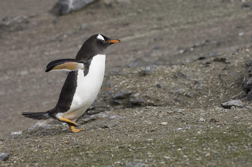 无人,走,伸展双臂,横图,室外,白天,侧面,石头,沙滩,企鹅,野生动物,朦胧,模糊,沙子,石子,海岸,沙地,注视,一只,动物,观察,看,可爱,活泼,观看,察看,关注,巴布亚企鹅,白眉企鹅,金图企鹅,海滩,石块,岩石,步行,敞开双臂,散步,伸开双臂,展开双肩,张开手臂,张开双臂,走路,彩图,全身