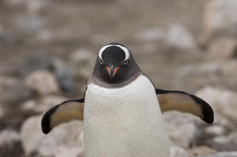 无人,走,横图,室外,白天,正面,石头,美景,沙滩,企鹅,野生动物,伸展,张开,展翅,朦胧,模糊,翅膀,沙子,石子,海岸,景观,沙地,注视,一只,自然,动物,观察,看,景色,可爱,活泼,观看,察看,关注,自然风光,张开翅膀,巴布亚企鹅,白眉企鹅,金图企鹅,展开翅膀,海滩,石块,岩石,步行,散步,走路,半身,彩图