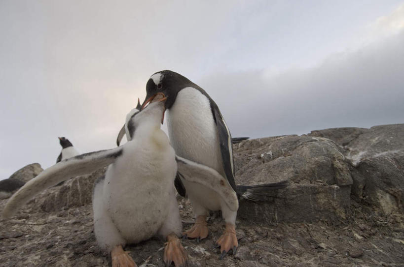 无人,站,吻,横图,室外,白天,仰视,美景,山,山脉,企鹅,野生动物,韩国,亚洲,阴影,光线,影子,景观,山峰,云,云朵,山峦,云彩,扭头,注视,蓝色,白云,蓝天,天空,阳光,自然,动物,群山,天,观察,看,站着,转头,景色,可爱,活泼,晴朗,观看,察看,关注,自然风光,东亚,大韩民国,江原道,三陟,三陟市,巴布亚企鹅,白眉企鹅,金图企鹅,晴空,接吻,亲,亲吻,亲嘴,站立,彩图,低角度拍摄,全身,道