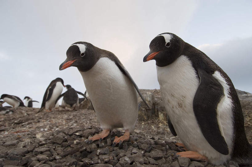 无人,站,走,横图,室外,白天,正面,美景,沙滩,企鹅,野生动物,许多,阴影,光线,沙子,影子,海岸,景观,云,云朵,沙地,云彩,注视,蓝色,白云,蓝天,天空,阳光,自然,动物,天,观察,看,站着,景色,可爱,活泼,晴朗,观看,察看,关注,自然风光,巴布亚企鹅,白眉企鹅,金图企鹅,海滩,晴空,步行,散步,站立,走路,半身,彩图