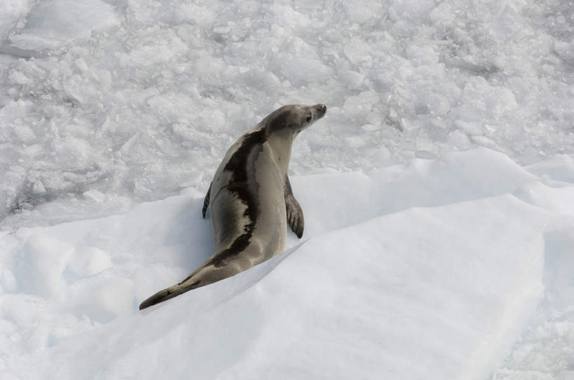 无人,横图,俯视,室外,白天,旅游,度假,美景,哺乳动物,海豹,野生动物,冰,景观,扭头,注视,娱乐,一只,自然,动物,浮冰,观察,看,趴着,转头,享受,休闲,景色,放松,寒冷,可爱,活泼,观看,察看,冰冷,关注,自然风光,南极洲,严寒,冰凉,酷寒,凛冽,凛凛,极冷,流冰,浮冰块,格雷厄姆地,南极半岛,南极大陆,帕默半岛,食蟹海豹,锯齿海豹,趴,彩图,高角度拍摄,全身