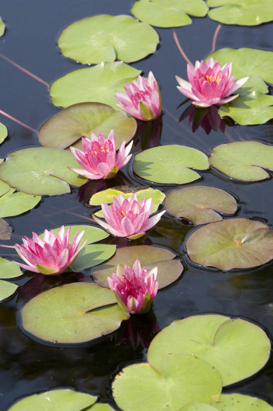 无人,竖图,俯视,室外,白天,美景,睡莲,叶子,许多,盛开,池塘,景观,水池,荷叶,很多,花蕾,花,花瓣,花朵,鲜花,粉色,自然,花苞,花蕊,景色,自然风光,纯真,妖艳,莲叶,水芹花,抒情,洁净,水洋花,子午莲,叶,叶片,彩图,高角度拍摄