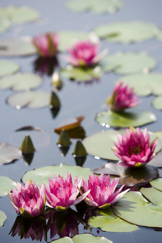 无人,竖图,俯视,室外,白天,美景,睡莲,叶子,许多,朦胧,模糊,盛开,池塘,景观,水池,荷叶,很多,花蕾,花,花瓣,花朵,鲜花,粉色,自然,花苞,花蕊,景色,自然风光,纯真,妖艳,莲叶,水芹花,抒情,洁净,水洋花,子午莲,叶,叶片,彩图,高角度拍摄