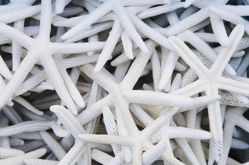 无人,横图,俯视,室外,特写,白天,海星,一堆,许多,堆叠,堆积,很多,海洋生物,自然,动物,生物,堆,死亡,殒命,灭亡,棘皮动物门,星鱼,彩图,高角度拍摄