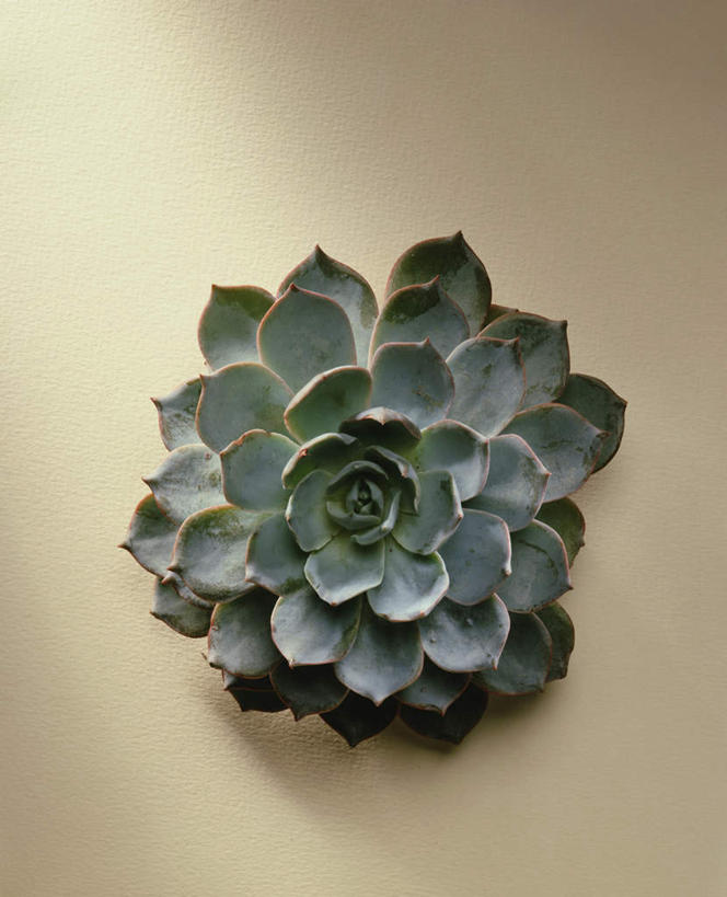 无人,竖图,俯视,室内,特写,白天,爱情,阴影,盛开,反射,影子,宝石花,花蕾,花,花瓣,花朵,鲜花,一朵,绿色,花苞,花蕊,摄影,影棚,石莲花,勤劳,彩图,高角度拍摄,影棚拍摄,拍摄