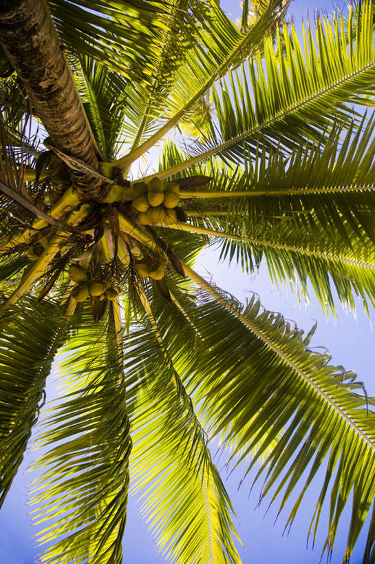 无人,竖图,室外,白天,仰视,旅游,度假,美景,植物,棕榈树,叶子,一棵,阴影,光线,影子,景观,云,云朵,绿叶,云彩,娱乐,树,树木,蓝色,绿色,白云,蓝天,天空,阳光,自然,天,享受,休闲,嫩叶,景色,放松,生长,晴朗,成长,自然风光,大洋洲,棕榈叶,塔希提岛,法属波利尼西亚,社会群岛,大溪地,法属玻利尼西亚,塔西提岛,叶,叶片,晴空,彩图,低角度拍摄