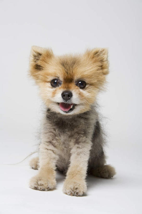 无人,坐,竖图,室内,白天,白色背景,正面,宠物,狗,注视,博美犬,松鼠犬,吐舌头,一只,动物,观察,看,伸舌头,张嘴,吐舌,可爱,摄影,影棚,观看,察看,关注,张大嘴巴,忠诚,波美拉尼亚犬,博美狗,张开嘴,犬,坐着,彩图,全身,影棚拍摄,拍摄