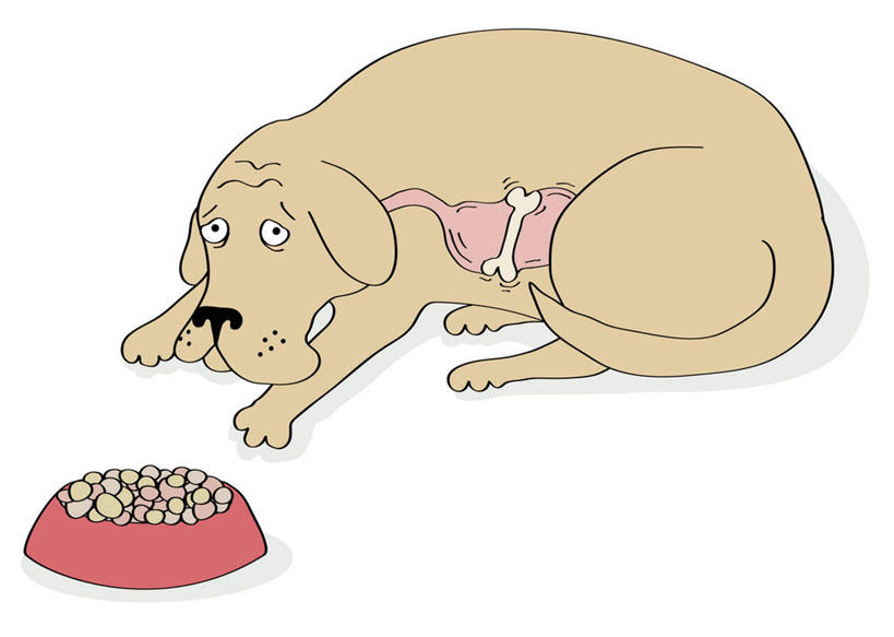 无人,横图,插画,室内,白天,白色背景,正面,数码,科技,宠物,狗,阴影,网络,塑料,食品,高光,几何,计算机图形,营养,合成,图画,注视,画,食物,一个,一只,动物,容器,塑料制品,碗,观察,看,趴着,可爱,单个,观看,储藏,电脑合成图,数码合成图,察看,合成图,狗粮,储存,关注,饲料,漫画,忠诚,写实,具体,具象,犬,趴,彩图,全身,犬粮,贮存