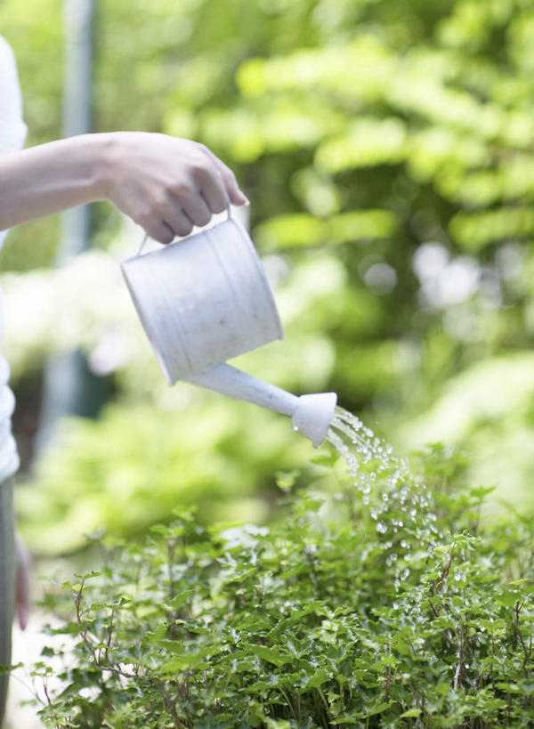 东方人,一个人,站,竖图,室外,白天,侧面,植物,亚洲,仅一个年轻女性,仅一个女性,仅一个人,握,朦胧,模糊,壶,园艺,拿,洒水壶,拿着,黄种人,浇水,水壶,树,树木,一个,绿色,白色,自然,站着,握着,洒水,生长,单个,成长,浇水壶,年轻女性,女人,女性,亚洲人,站立,半身,彩图