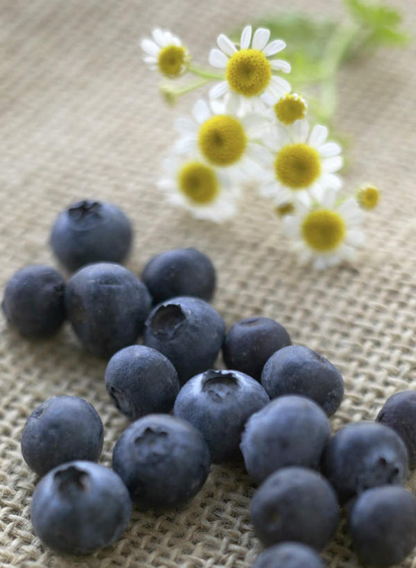 无人,竖图,俯视,室内,特写,白天,爱情,浆果,蓝莓,一堆,许多,堆叠,堆积,花纹,布,图案,茼蒿菊,布纹,蓝色,白色,菊花,摄影,影棚,堆,布匹,吉祥,麻布,高洁,长寿,蓬蒿菊,怀恋,清净,真情,寿客,秋菊,木春菊,木茼蒿,山都柿,蓝浆果,蓝靛果,彩图,高角度拍摄,影棚拍摄,拍摄