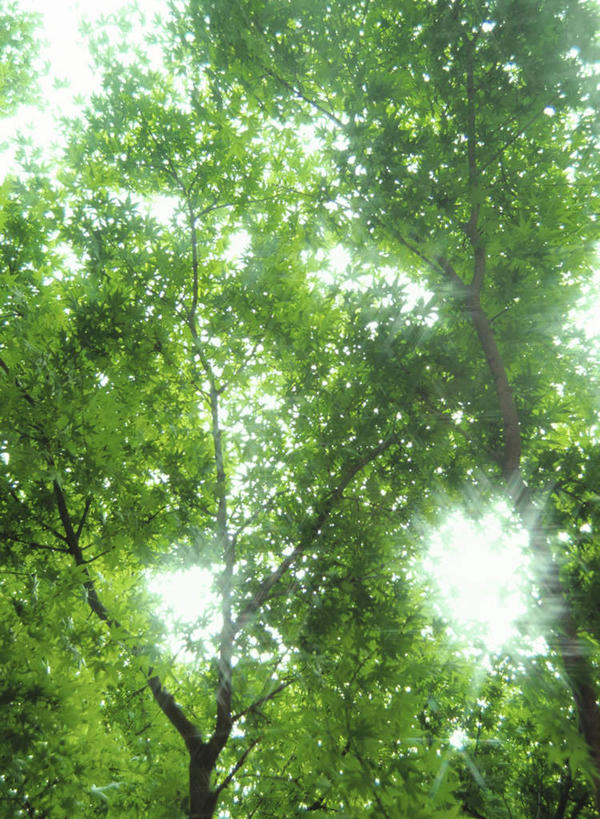 无人,竖图,室外,白天,仰视,美景,植物,阴影,光线,影子,景观,树,树木,绿色,阳光,自然,景色,生长,成长,自然风光,彩图,低角度拍摄,眩光