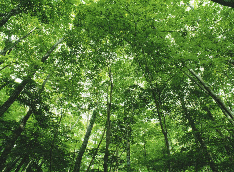 无人,横图,室外,白天,仰视,美景,树林,植物,阴影,光线,影子,景观,树,树木,绿色,自然,景色,茂盛,生长,成长,繁茂,自然风光,兴旺,昌盛,昌隆,畅旺,发达,蕃芜,繁盛,富强,隆盛,蓬勃,旺盛,兴隆,兴盛,郁勃,彩图,低角度拍摄
