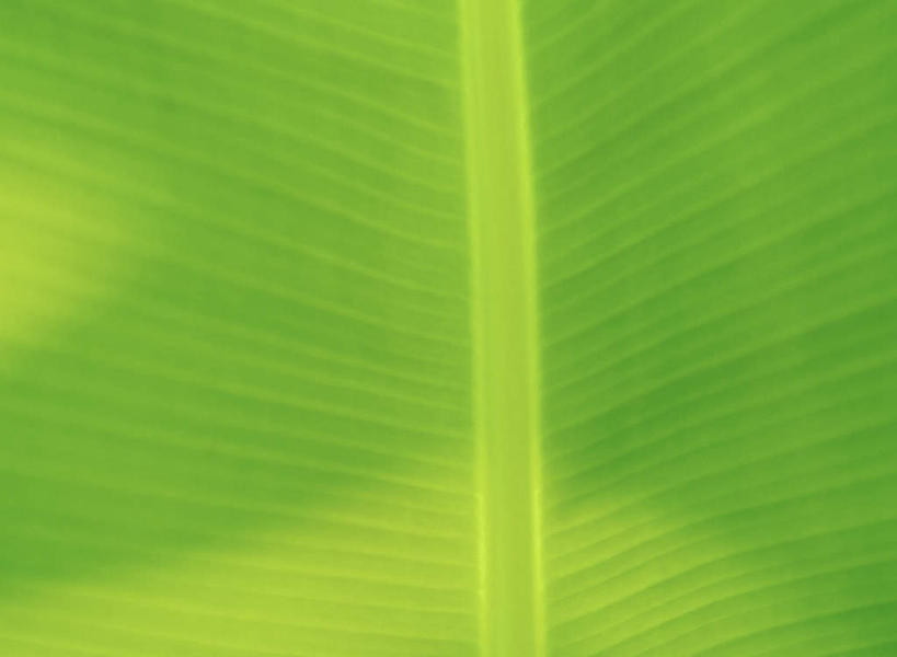 无人,横图,俯视,室外,特写,白天,叶子,一片,朦胧,模糊,纹路,纹理,绿叶,嫩叶,肌理,叶,叶片,彩图,高角度拍摄