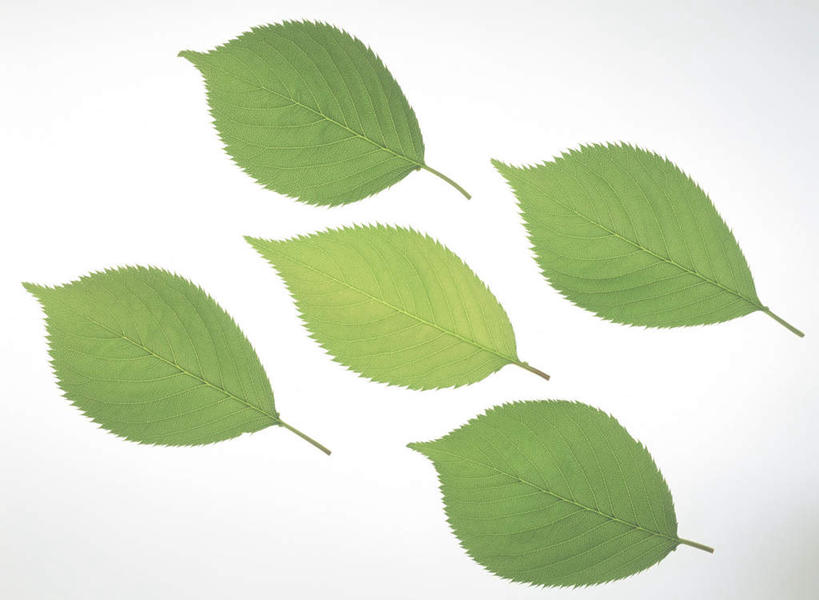 无人,横图,室内,特写,白天,白色背景,正面,叶子,绿叶,五片,排列,绿色,嫩叶,摄影,影棚,队列,叶,叶片,彩图,影棚拍摄,拍摄