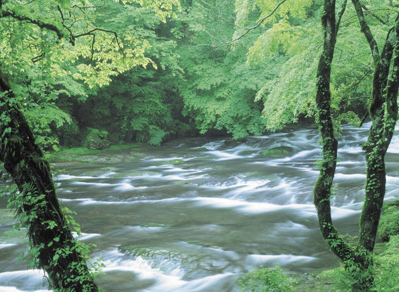 无人,横图,室外,白天,正面,旅游,度假,河流,石头,美景,森林,树林,水,植物,清澈,石子,河水,景观,水流,娱乐,树,树木,绿色,小溪,自然,溪水,享受,休闲,景色,放松,生长,成长,自然风光,明澈,清彻,清亮,石块,岩石,彩图