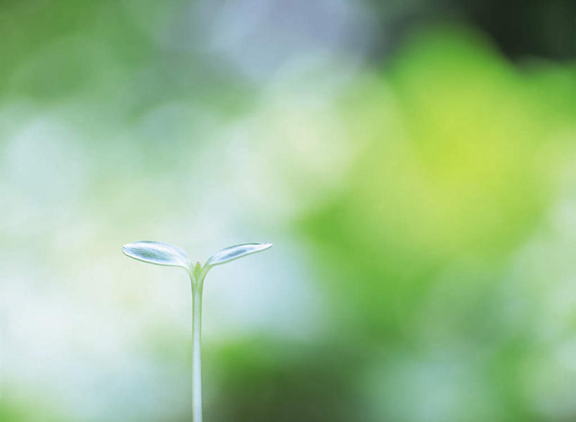 无人,横图,室外,特写,白天,正面,美景,生气,朦胧,模糊,景观,幼苗,自然,嫩芽,景色,活力,朝气,生长,成长,生机,希望,自然风光,秧苗,发展,一株,新苗,彩图