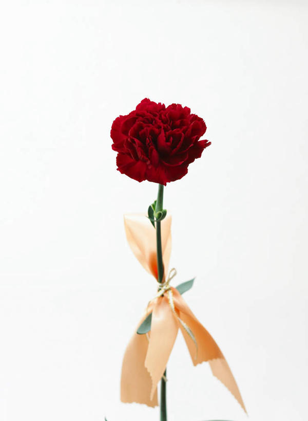 无人,竖图,室内,特写,白天,白色背景,正面,热情,康乃馨,母亲节,节日,庆祝,装饰,盛开,丝绸,丝带,缎带,祝福,花蕾,文化,绸带,花,花瓣,花朵,鲜花,一朵,红色,花苞,花蕊,庆典,母爱,清纯,摄影,影棚,纪念,华丽,修饰,点缀,亲情,衬托,美观,雅致,雅观,思念,宽容,热恋,真挚,荷兰石竹,大花石竹,狮头石竹,热心,麝香石竹,石竹,香石竹,彩图,影棚拍摄,拍摄,魅力