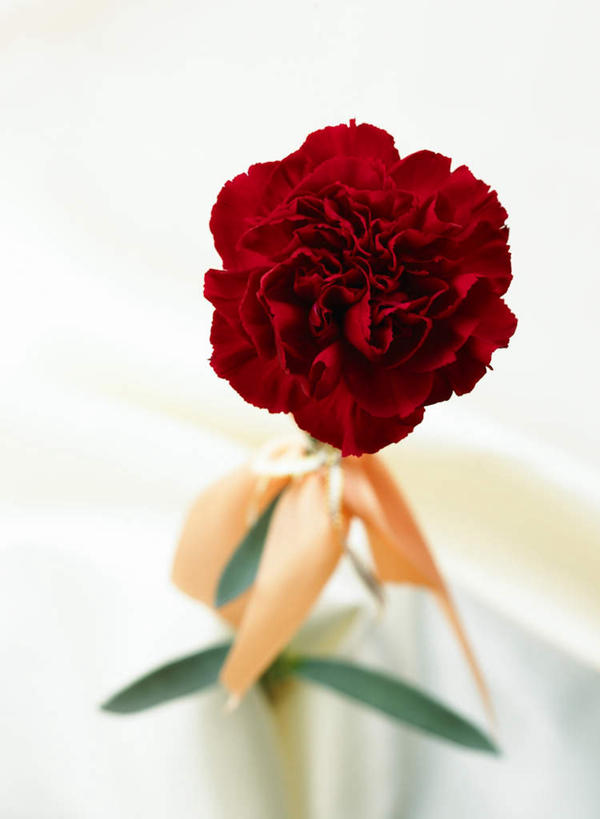 无人,竖图,俯视,室内,特写,白天,白色背景,热情,康乃馨,母亲节,节日,朦胧,模糊,庆祝,装饰,盛开,丝绸,丝带,缎带,祝福,花蕾,文化,绸带,花,花瓣,花朵,鲜花,一朵,红色,花苞,花蕊,庆典,母爱,清纯,摄影,影棚,纪念,华丽,修饰,点缀,亲情,衬托,美观,雅致,雅观,思念,宽容,热恋,真挚,荷兰石竹,大花石竹,狮头石竹,热心,麝香石竹,石竹,香石竹,彩图,高角度拍摄,影棚拍摄,拍摄,魅力