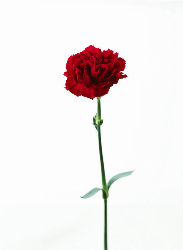 无人,竖图,室内,特写,白天,白色背景,正面,热情,康乃馨,母亲节,节日,庆祝,装饰,盛开,祝福,花蕾,文化,花,花瓣,花朵,鲜花,一朵,红色,花苞,花蕊,庆典,母爱,清纯,摄影,影棚,纪念,华丽,修饰,点缀,亲情,衬托,美观,雅致,雅观,思念,宽容,热恋,真挚,荷兰石竹,大花石竹,狮头石竹,热心,麝香石竹,石竹,香石竹,彩图,影棚拍摄,拍摄,魅力